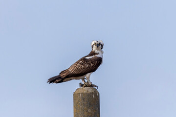 電柱にとまるミサゴ