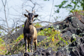 Hawaiian wild goat is standing on rocky volcanic desert.