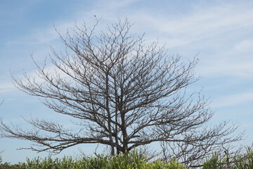 tree with dry branches and blue sky