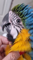 Amor animal 