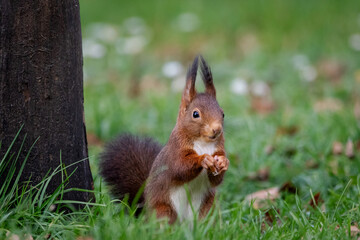 A European Red squirrel (Sciurus vulgaris) foraging for walnuts on autumn leaf covered ground.