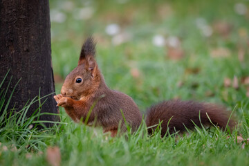 A European Red squirrel (Sciurus vulgaris) foraging for walnuts on autumn leaf covered ground.