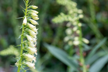 Straw foxglove (digitalis lutea) flowers in bloom