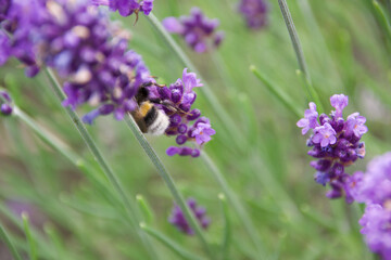 A bumblebee gathers nectar from vibrant purple lavender flowers. The macro shot captures the bee's fuzzy body, delicate wings, and the intricate floral details.