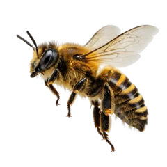 highly detailed image of bee in mid flight, macro, transparant background