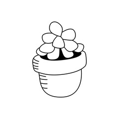 Vector illustration of a Crassula in the doodle style. Isolate on a white background