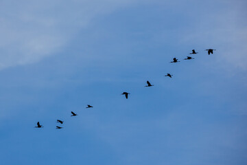 Flock of White-faced Ibis (Plegadis chihi) in the blue sky.