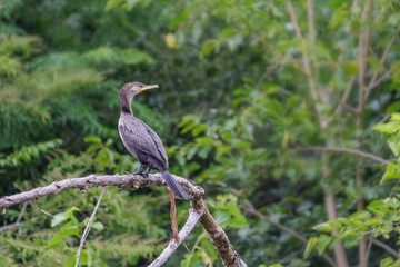 Fototapeta premium Neotropic Cormorant (Phalacrocorax brasilianus) perched on a branch over a lagoon full of vegetation.