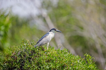 Black-crowned Night Heron (Nycticorax nycticorax) perched on a bush.