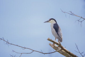 Black-crowned Night Heron (Nycticorax nycticorax) perched on a branch.