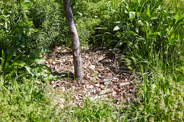 Mulch ring near tree in a park. Crushed tree bark for tree protection