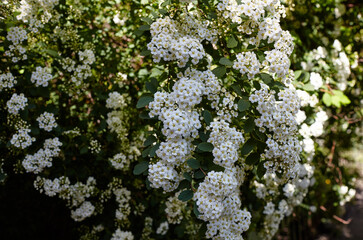 Bush of flowers Spiraea Vanhouttei at park. Beautiful ornamental plant in spring