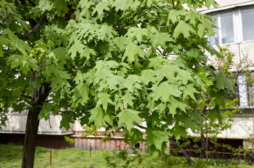 Leaves of maple at spring. Selective focus, blurred background