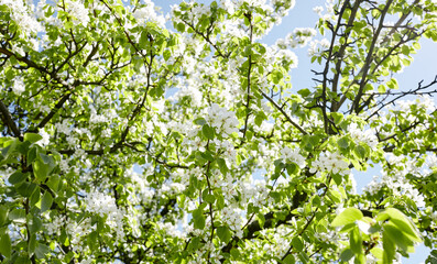Beautiful white pear blossom. Flowering pear tree. Soft focus image of blossoming tree in spring time