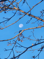 Moon through the trees