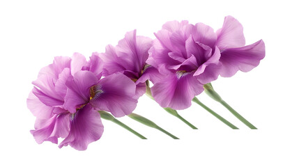 Fototapeta premium Delicate Lavender Flowers on Transparent Background