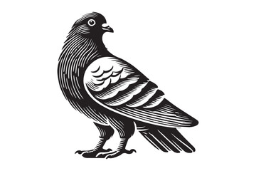 Fototapeta premium Pigeon Silhouette