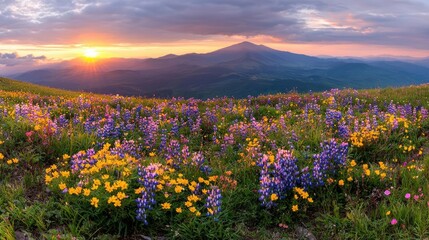 Obraz premium Vibrant purple lupines and yellow wildflowers bloom in an alpine meadow at sunset with mountains in the background.