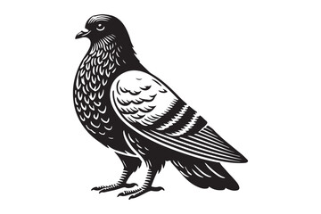 Pigeon Silhouette