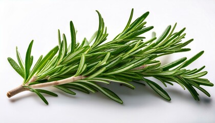 Fototapeta premium close up of a fresh rosemary sprig isolated on a white background