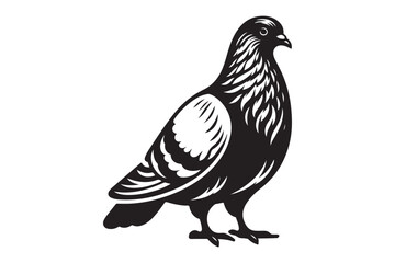 Pigeon Silhouette