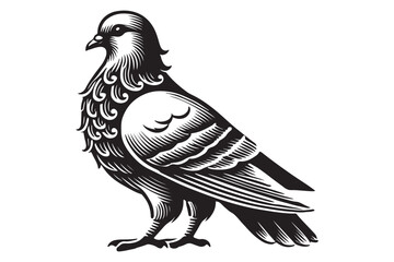 Pigeon Silhouette