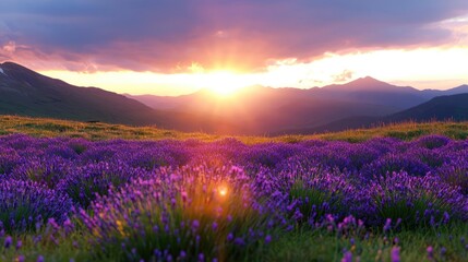 Sunset over lavender field in mountain landscape