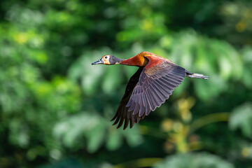 Viudita Ave - Dendrocygna viudata