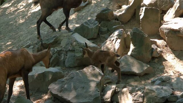 Alpine chamois kid on rocks, its scientific name is Rupicapra rupicapra