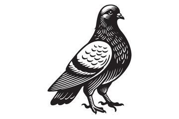 Pigeon Silhouette