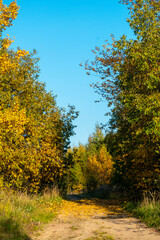 Blue sky with white clouds over the crown of a tree with red and yellow leaves. High quality photo