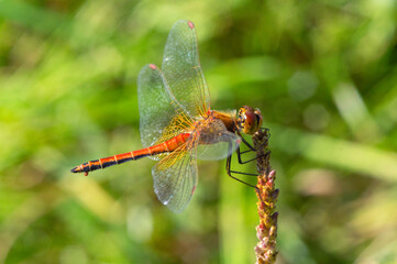 Red dragonfly on branch close-up on green background. Summer season meadow.