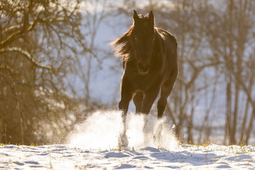 Pferd galoppiert im Schnee