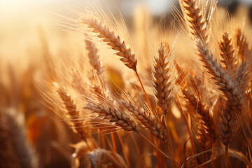 A clean and abstract view of blades of wheat, glistening softly in early morning sunlight