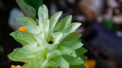 Close-up of an unfurling Curcuma sessilis flower showcasing its intricate layers and vibrant green...