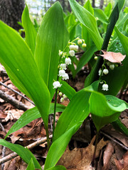 lily of the valley flower