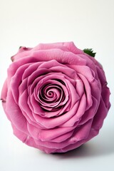 Obraz premium A close-up of a pink rose on a white background