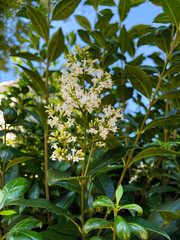 white chinese privet flower