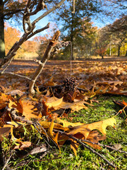 sweetgum seed hanging off branch