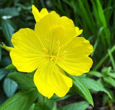 closeup of narrow-leaved sundrop flower