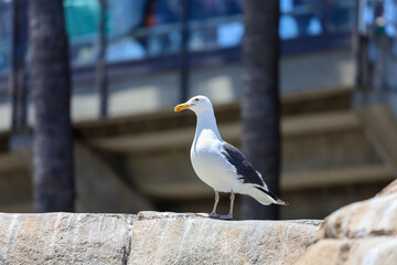 Obraz premium A herring seagull (larus argentatus) in southern California, USA.