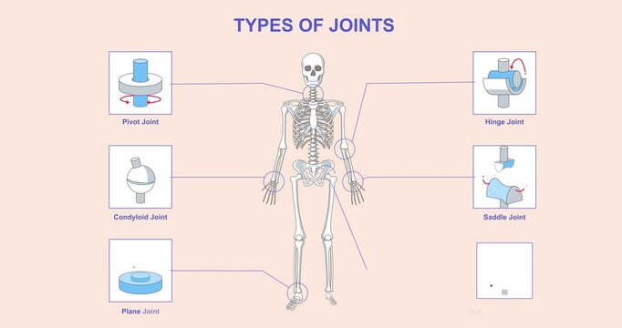 Types of joints. Moving banner or educational medical infographic with bone connection options. Anatomy of human skeleton with examples and names of joints. Cartoon flat animated graphics