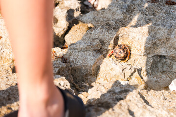 A hermit crab crawling on rocks on the beach