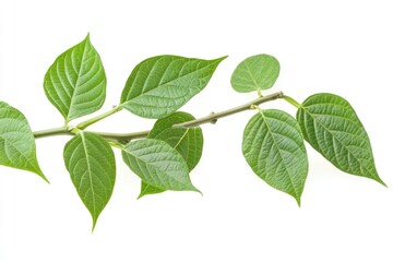 A close-up shot of a leafy branch with green leaves, suitable for various designs and illustrations