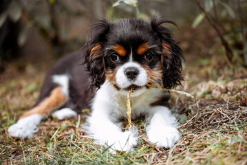 Portrait of dog puppy. Cavalier king charles spaniel with flower in his mouth in the garden