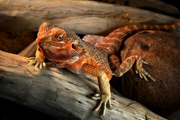 A bearded dragon agama sits on a log in his terrarium. Pet reptile. lizards at home.
