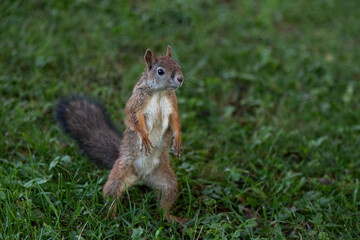 squirrel in the park