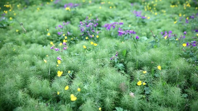 Beautiful wild flowers blooming on a summer day in Iceland.