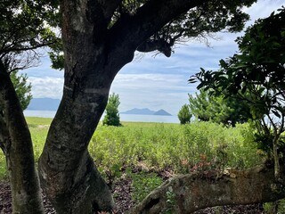 木のシルエットと、奥に見える空と山と海と芝生の景色