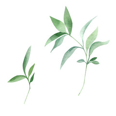 Green leaves watercolor hand drawn isolated on white background. Botanical illustration of branch. Floral clipart element for wedding invitations, greeting cards, design of stationery, packaging